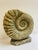Beige Large Ammonite Shaped Vase, 1980s For Sale - Image 8 of 10