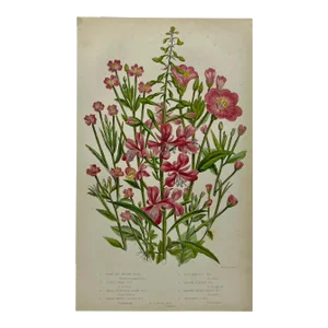 Antique Botanical Print From England Showcasing Several Varieties of Pink Willow Herb Flowers by W. Dickes & Co.- Circa 1870
