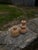 Not Yet Made - Made To Order Beech Candlestick by Romain Des Bois For Sale - Image 5 of 17