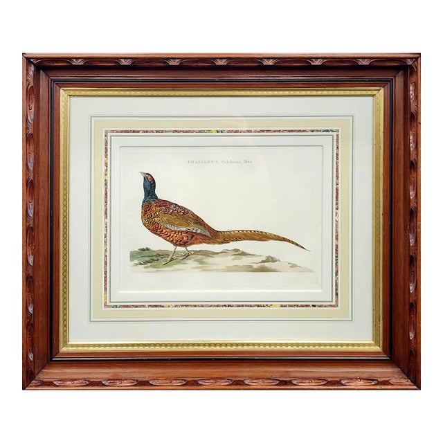 Original Noseman and Sepp Phesant From 1770 Framed in an Antique Frame For Sale