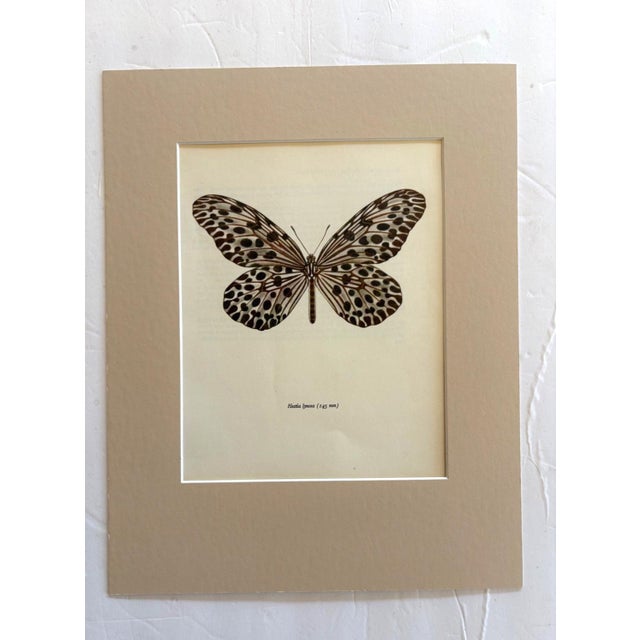 Realism Vintage 1965 Butterfly Print in 11x14 Mat: Hestia Lyncea/Tree Nymph (Drury) EUC For Sale - Image 3 of 3