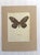 Realism Vintage 1965 Butterfly Print in 11x14 Mat: Hestia Lyncea/Tree Nymph (Drury) EUC For Sale - Image 3 of 3