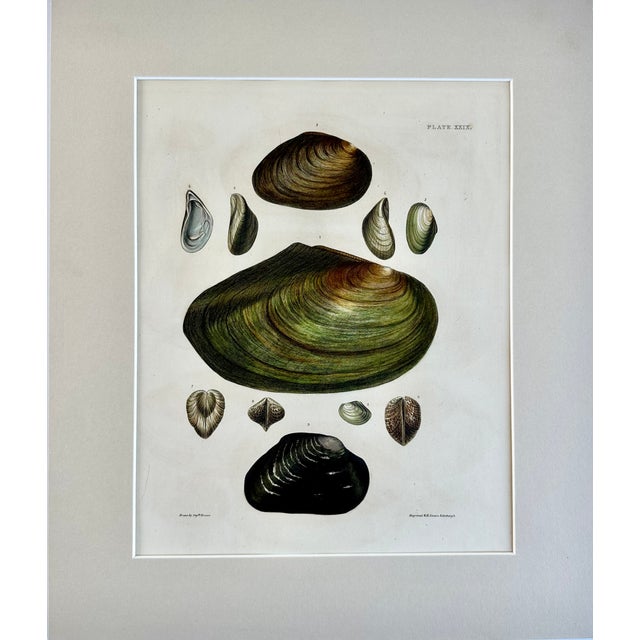 Original hand-colored steel engraving from illustrations of the "Land and Fresh Water Conchology of Great Britain and...