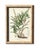 Wood Antique Botanical Chromolithographs — “Wild Flowers of America”, Volume I, L. Prang & Co., Boston (C. 1877) Set of 13 For Sale - Image 7 of 17