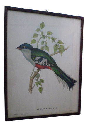 John Gould, Trogon Temnurus, 1955, Print, Framed
