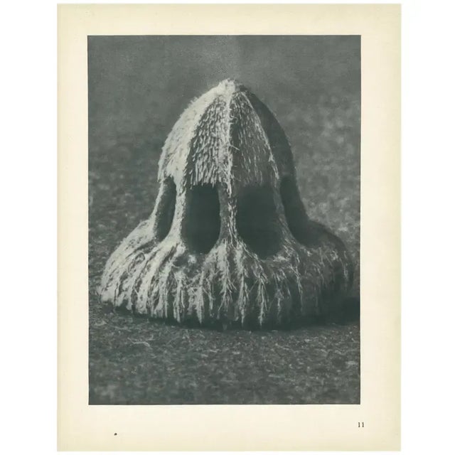 1928 Seed of Scabious, Karl Blossfeldt Original Period Photogravure N11 For Sale In Dallas - Image 6 of 6