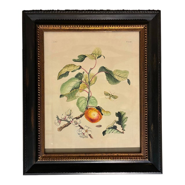 Vintage Botanical Peach Branch & Moth Natural History Print in Black & Gold Frame For Sale