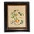 Vintage Botanical Peach Branch & Moth Natural History Print in Black & Gold Frame For Sale