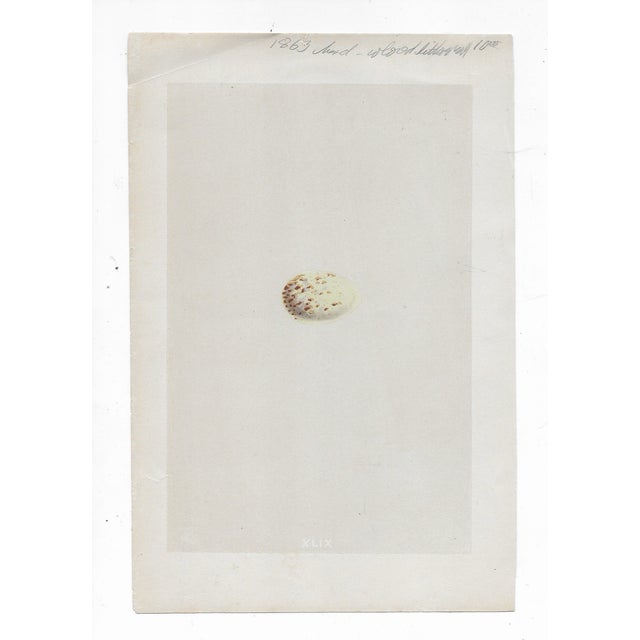 Francis Orpen Morris (1810-1893) Egg Print was printed in 1867 and is an original book plate from "A Natural History of...