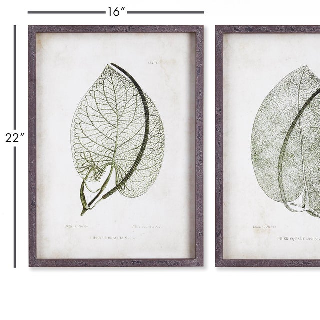 Chinese Cordate Leaf Study, Set Of 2 For Sale - Image 3 of 5