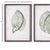 Chinese Cordate Leaf Study, Set Of 2 For Sale - Image 3 of 5
