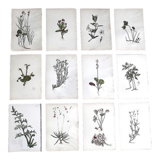 Authentic Antique American 19th Century Botanical Chromolithographs - Set of 12 For Sale