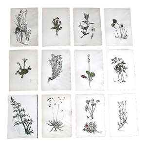 Authentic Antique American 19th Century Botanical Chromolithographs - Set of 12
