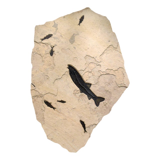 50 Million Year Old Fossil Fish Mural For Sale