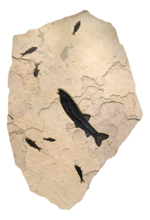 50 Million Year Old Fossil Fish Mural
