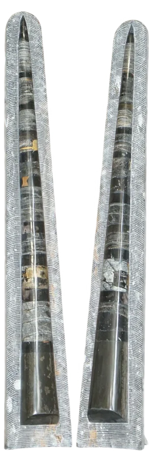 Large Atlas Mountains Fossils, Set of 2