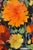 Janis Krontals, Still Life with Flowers, 1969, Oil Painting on Cardboard For Sale - Image 4 of 8