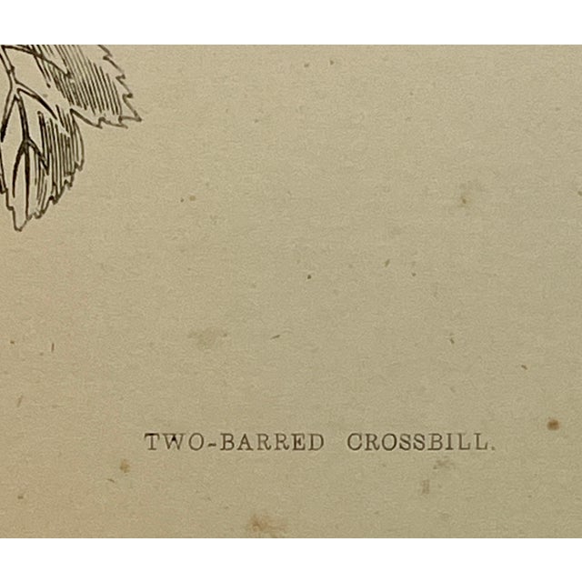 Antique Hand Tinted Bird Print From England Featuring a Red & Black Two-Barred Crossbill - Circa 1880 For Sale - Image 9 of 11