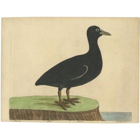 Eleazar Albin, The Eurasian or Australian Coot, 1738, Print on Paper For Sale - Image 5 of 5