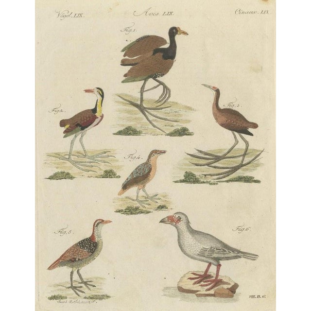 Bertuch, Jacanas and Wading Birds with Long Toes, 1805, Print For Sale - Image 12 of 12