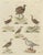 Bertuch, Jacanas and Wading Birds with Long Toes, 1805, Print For Sale - Image 12 of 12