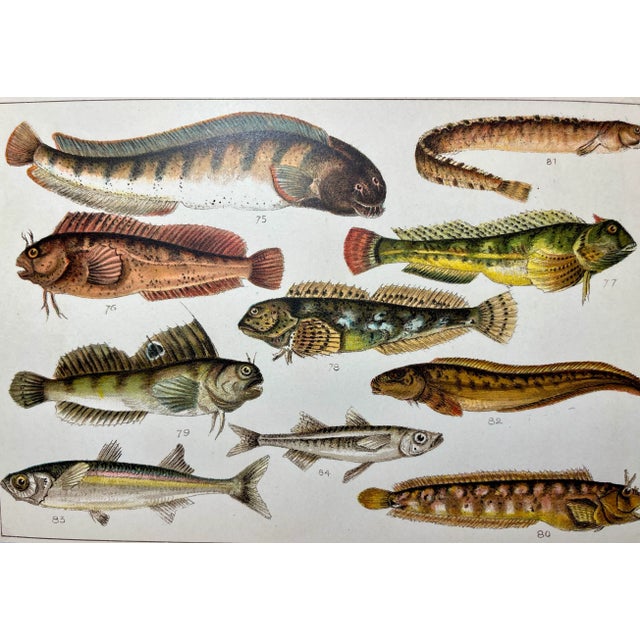 Antique Fish Print From England Featuring Catfish, Tompot, Shanny and Varieties of Blenny & Atherine Fish - Circa 1902 For Sale - Image 11 of 12