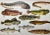Antique Fish Print From England Featuring Catfish, Tompot, Shanny and Varieties of Blenny & Atherine Fish - Circa 1902 For Sale - Image 11 of 12