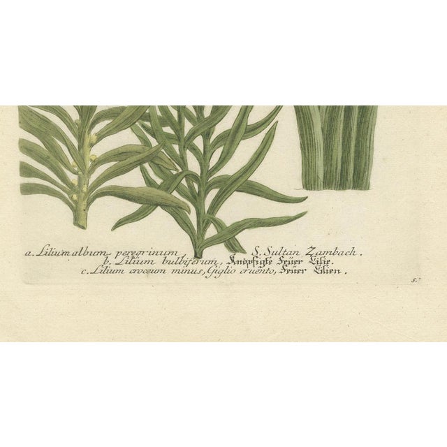 Artist or Maker: Johann Wilhelm Weinmann Title: "Lilium album peregrinum. Lilium buliferum, Knöpfigte Fire Lilien. Lilium...