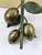 Large Mid-Century Brass Lemon Sconces by Hans Möller, 1970s, Set of 2 For Sale - Image 11 of 18