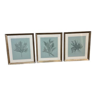 Soicher Marin Gallery Blue Ocean Coral Prints, Set of Three For Sale