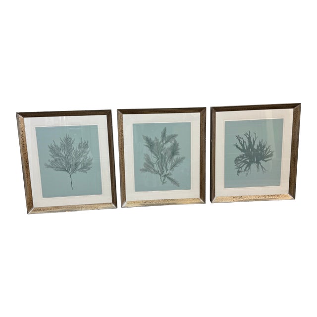 Soicher Marin Gallery Blue Ocean Coral Prints, Set of Three For Sale
