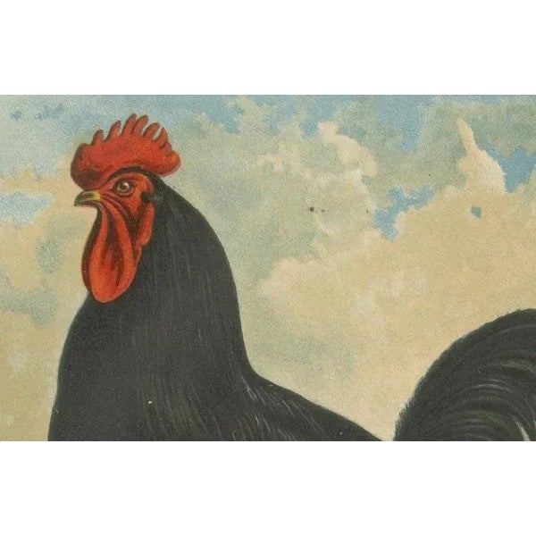 Late 19th Century Volschau, Langshan Poultry, 1888, Lithograph For Sale - Image 5 of 10