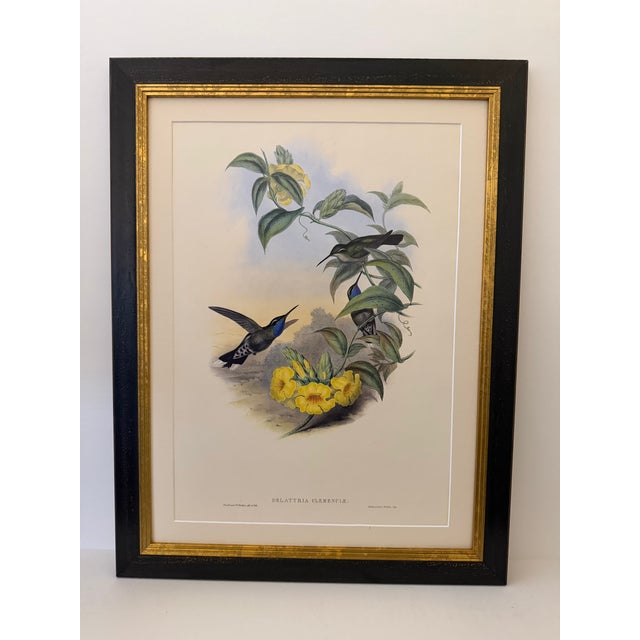 1990s Framed Print, Blue-Throated Cazique Hummingbird (Plate 60- Hill House Edition) Reproduction Print After John Gould For Sale - Image 10 of 10