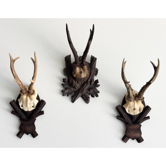Collection of Antique Black Forest Roe Deer Trophy Antler Mounts - Set of 3 For Sale In Little Rock - Image 6 of 17