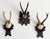 Collection of Antique Black Forest Roe Deer Trophy Antler Mounts - Set of 3 For Sale In Little Rock - Image 6 of 17