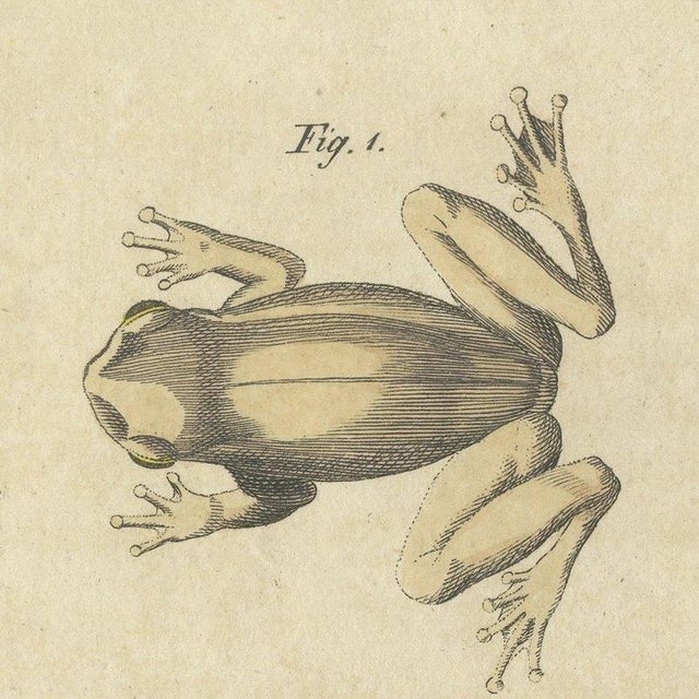 Beige Bertuch, Five Tree Frogs, 1815, Print For Sale - Image 8 of 12