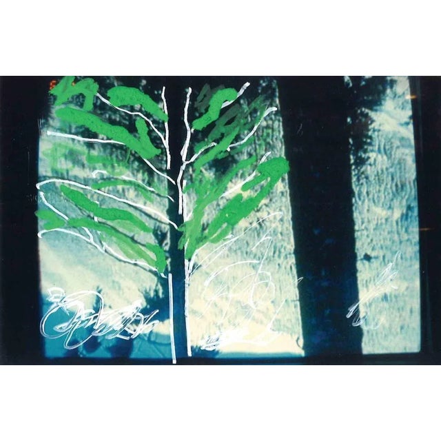 The tree is an artwork realized by Mario Schifano in the 1990s. Mixed Media on Photograph. cm.10x15. Monogrammed on the...