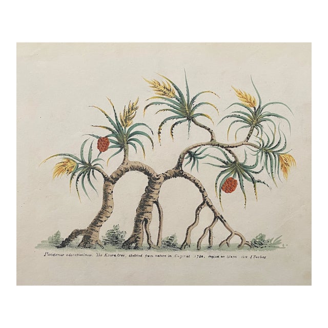 1813 Keura Tree From James Forbes' Oriental Memoirs For Sale