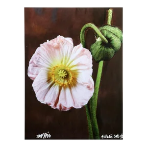 Pink Poppy From the Metallic Sets, Jonathan Singer