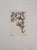 Cécile Reims, Bloom, 20th Century, Etching For Sale - Image 7 of 7