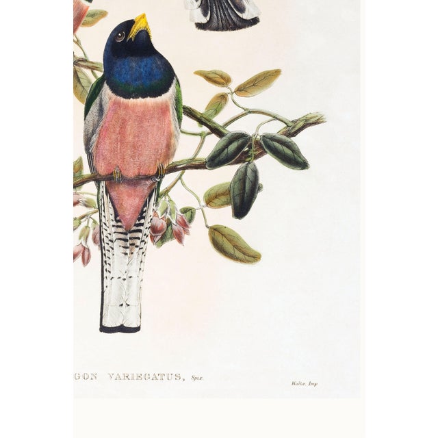 Vintage Tropical Bird Illustration, Bird Art Print Reproduction, 32" X 48" For Sale - Image 10 of 10