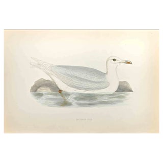 Alexander Francis Lydon, Glaucous Gull, Woodcut Print, 1870 For Sale