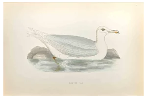 Alexander Francis Lydon, Glaucous Gull, Woodcut Print, 1870