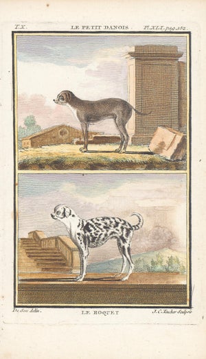 1758 Buffon Dog Engraving "Le Boquet" (The Boquet, Now Extinct Breed)