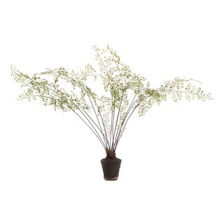 Maidenhair Drop-In 44" For Sale