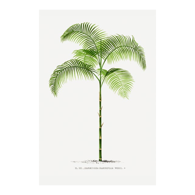 Vintage Palm Tree Illustration, Botanical Art Print Reproduction, 20" X 30" For Sale