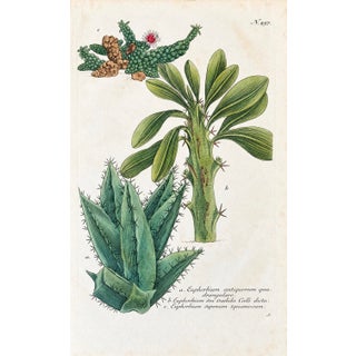 1737 Weinmann Succulent Spurge Botanical Print - Phytanthoza Iconographia Plate 497 For Sale