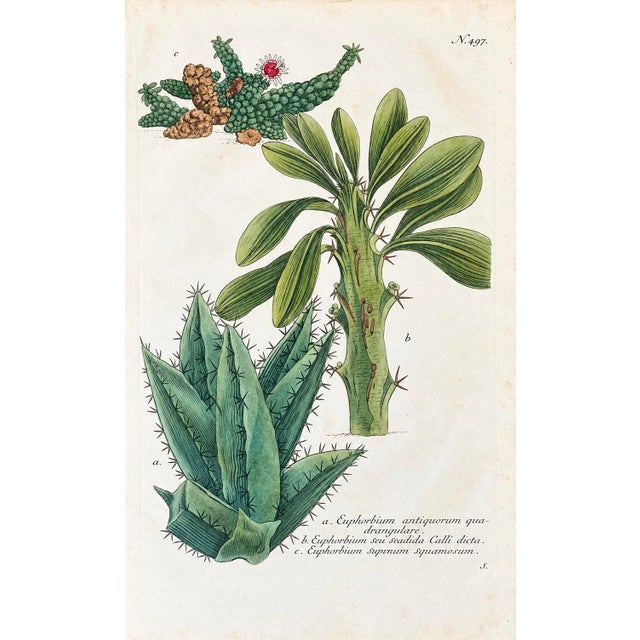 1737 Weinmann Succulent Spurge Botanical Print - Phytanthoza Iconographia Plate 497 For Sale