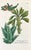 1737 Weinmann Succulent Spurge Botanical Print - Phytanthoza Iconographia Plate 497 For Sale
