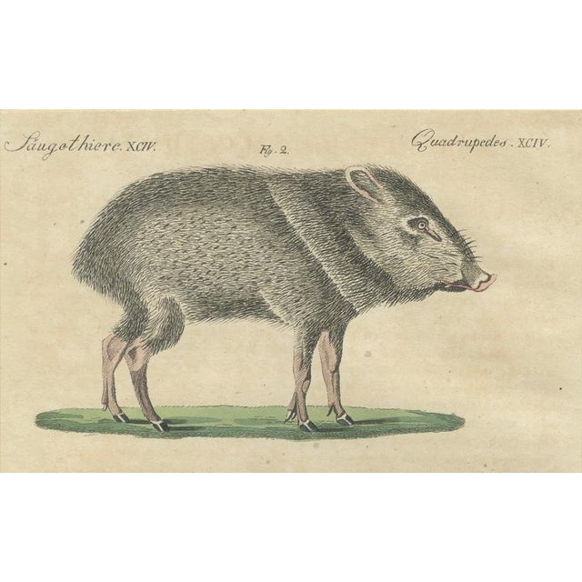 Bertuch, Malayan Tapir & Collared Peccary, 1815, Engraving For Sale - Image 4 of 9